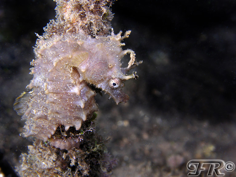 Hippocampus